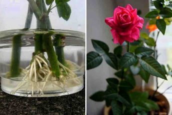 Как укоренить розу из букета используя натуральные стимуляторы образования корней