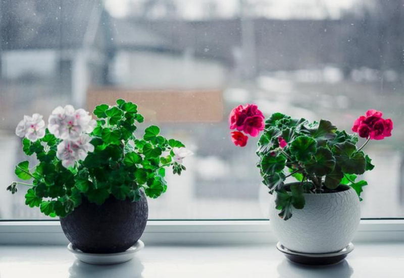Перекись водорода для комнатных цветов — бальзам в холодное время года
