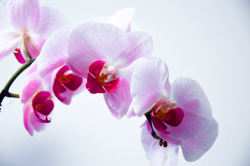 Девять правил, благодаря которым орхидея будет активно цвести круглый год