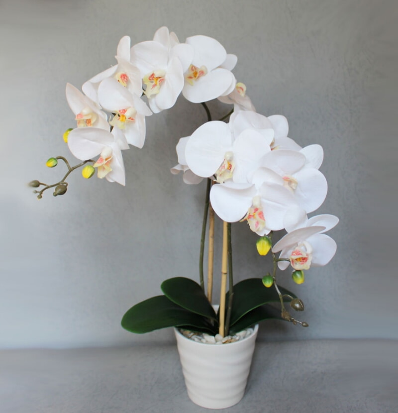 Девять правил, благодаря которым орхидея будет активно цвести круглый год