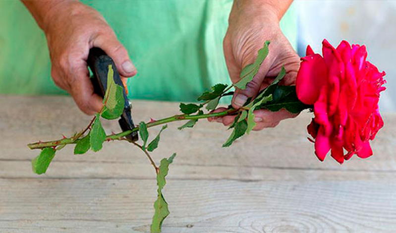 Как посадить уже срезанные розы, чтобы они росли