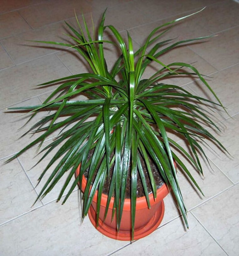 Семь лучших растений для очистки воздуха внутри помещения