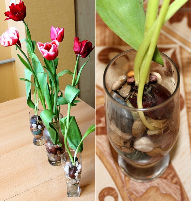 Цветущие тюльпаны круглый год. Секрет, как вырастить тюльпаны дома без использования земли! (Видео)