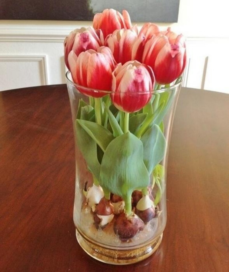 Цветущие тюльпаны круглый год. Секрет, как вырастить тюльпаны дома без использования земли! (Видео)