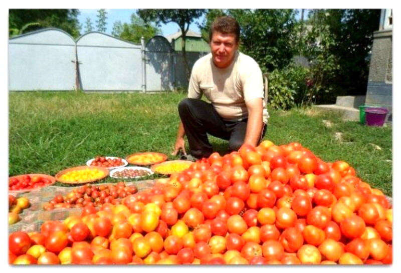 Волшебный бальзам для роста помидоров от садовода-огородника