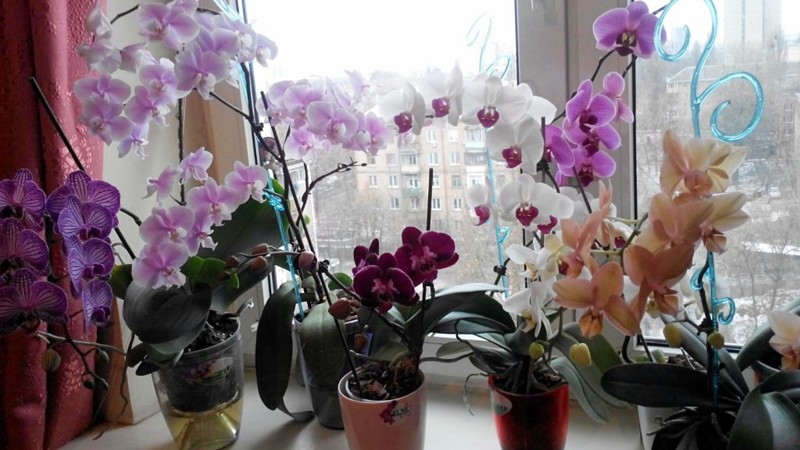 Девушки, никогда не держите орхидею дома! В офисе — можно, дома — нет