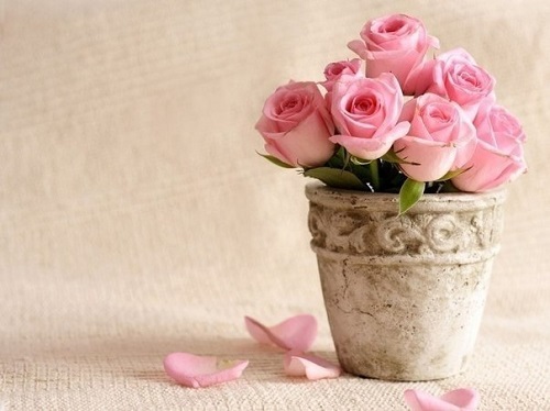 Как вырастить розу из срезанного цветка? С этим способом и садовник не нужен.
