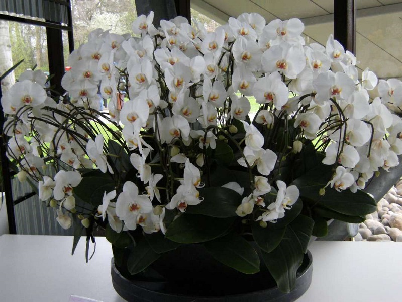 Пересадила орхидеи необычным способом… Когда гости увидели моих красавиц, ахнули!