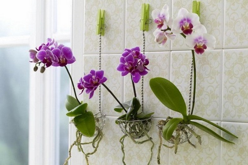 Пересадила орхидеи необычным способом… Когда гости увидели моих красавиц, ахнули!