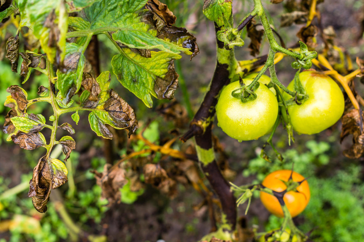 Пищевая сода для сада и огорода: 22 способа применения на участке