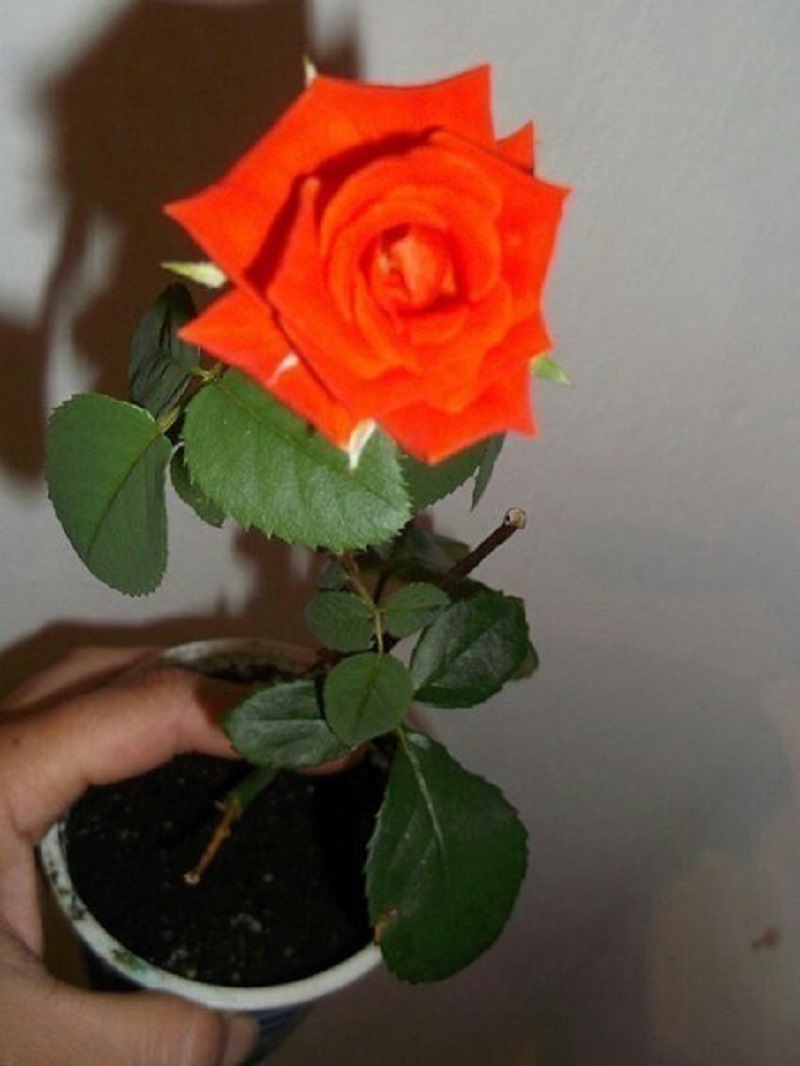 Сдаю рецепт маминой «Тройчатки» для проращивания роз. Самый легкий способ вырастить розу из букета.