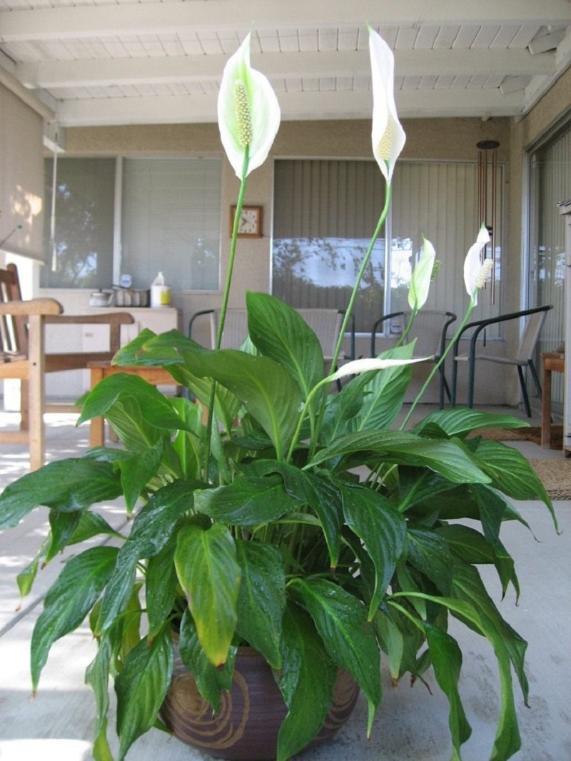 Самые благоприятные комнатные растения: приносят удачу и благополучие в семью.