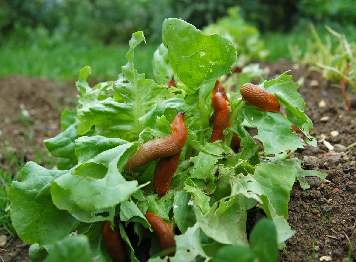 Пищевая сода для сада и огорода: 22 способа применения на участке