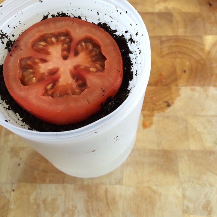 Вкуснейшие томаты круглый год, которые сможет вырастить каждый