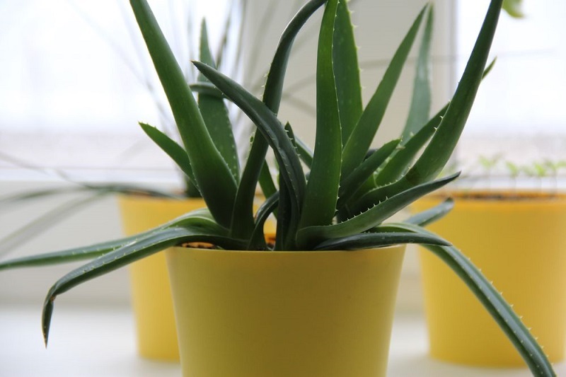 7 домашних растений, которые принесут позитивную энергетику в твой дом!