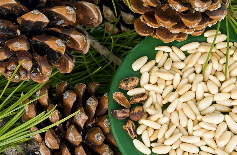 Грецкие орехи молочной спелости поправят здоровье на долгие годы!