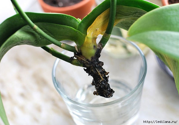 Простой совет, как реанимировать орхидею, если сгнили даже корни
