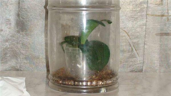 Как реанимировать и спасти орхидею без корней