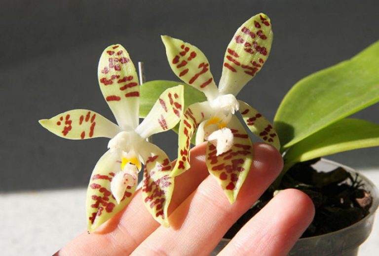 Как добиться буйного цветения орхидеи: 9 основных правил